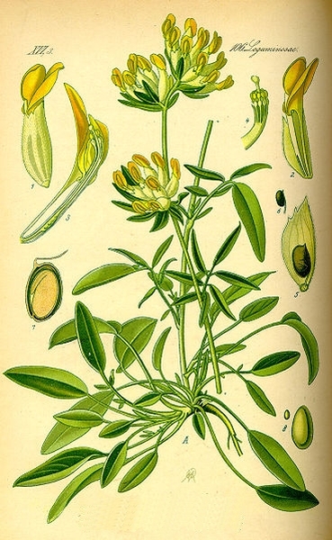 Pflanzenbild gross Echter Wundklee - Anthyllis vulneraria