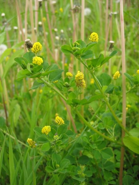 Pflanzenbild gross Hopfenklee - Medicago lupulina
