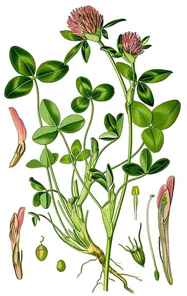 Pflanzenbild gross Rot-Klee - Trifolium pratense