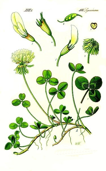 Pflanzenbild gross Kriechender Klee - Trifolium repens