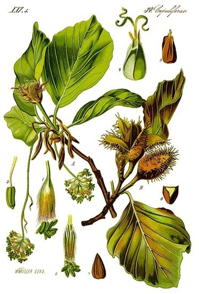 Pflanzenbild gross Rot-Buche - Fagus sylvatica