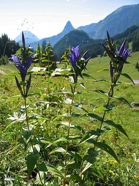 Pflanzenbild gross Schwalbenwurz-Enzian - Gentiana asclepiadea