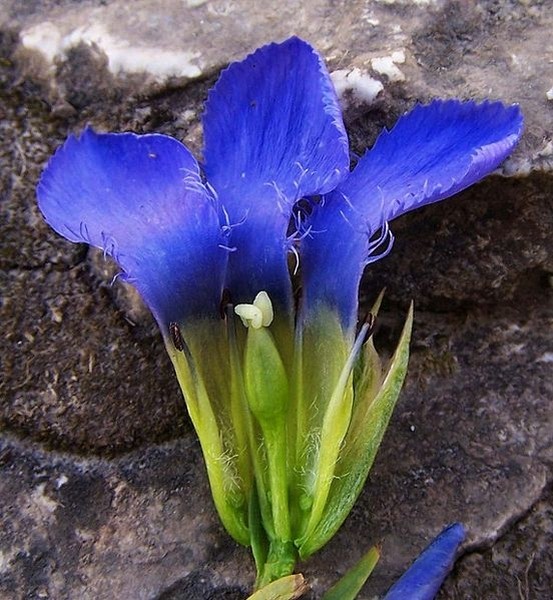 Pflanzenbild gross Gefranster Enzian - Gentiana ciliata