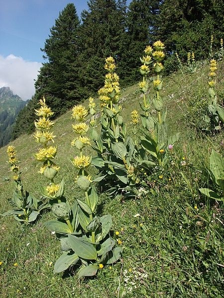 Pflanzenbild gross Gelber Enzian - Gentiana lutea