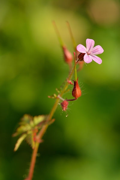Pflanzenbild gross Stinkender Storchschnabel - Geranium robertianum