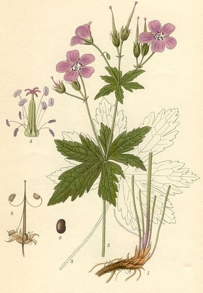 Pflanzenbild gross Wald-Storchschnabel - Geranium sylvaticum