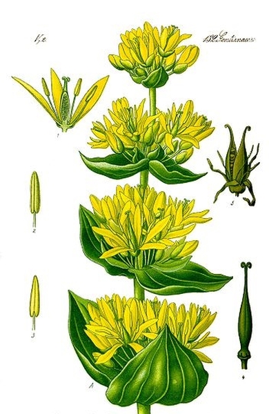 Pflanzenbild gross Gelber Enzian - Gentiana lutea