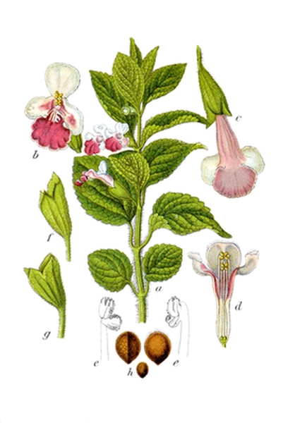 Pflanzenbild gross Immenblatt - Melittis melissophyllum