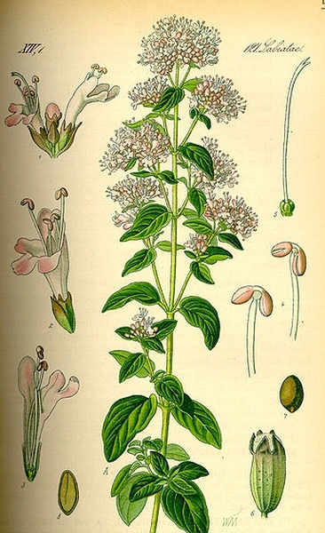 Pflanzenbild gross Echter Dost - Origanum vulgare