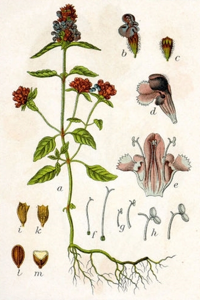Pflanzenbild gross Kleine Brunelle - Prunella vulgaris