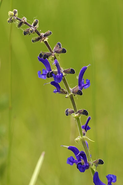Pflanzenbild gross Wiesen-Salbei - Salvia pratensis