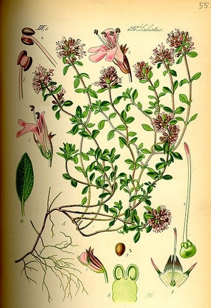 Pflanzenbild gross Feld-Thymian - Thymus serpyllum aggr.