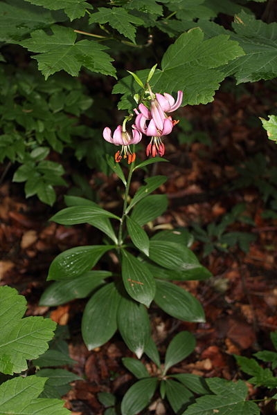 Pflanzenbild gross Türkenbund - Lilium martagon
