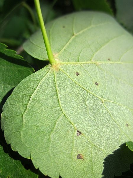 Pflanzenbild gross Winter-Linde - Tilia cordata