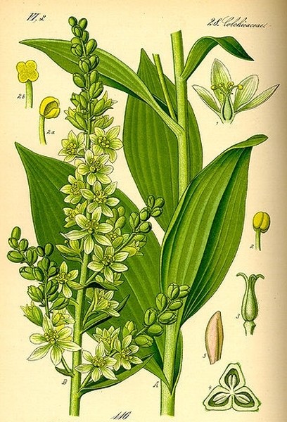 Pflanzenbild gross Gemeiner Germer - Veratrum album
