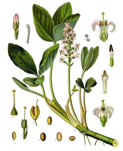 Pflanzenbild gross Fieberklee - Menyanthes trifoliata