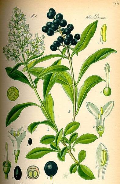 Pflanzenbild gross Gemeiner Liguster - Ligustrum vulgare