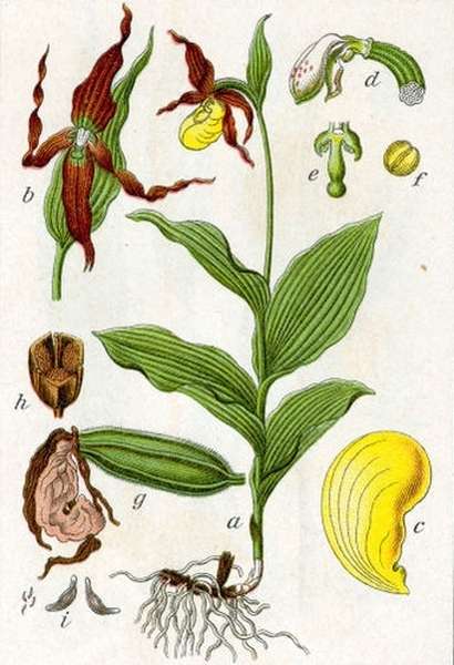 Pflanzenbild gross Frauenschuh - Cypripedium calceolus