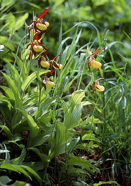 Pflanzenbild gross Frauenschuh - Cypripedium calceolus