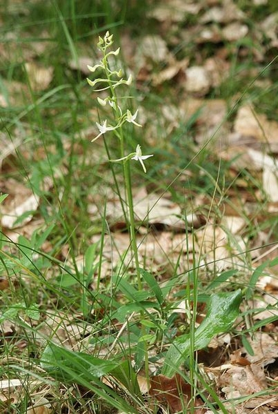 Pflanzenbild gross Weisses Breitkölbchen - Platanthera bifolia