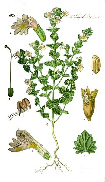 Pflanzenbild gross Wiesen-Augentrost - Euphrasia rostkoviana