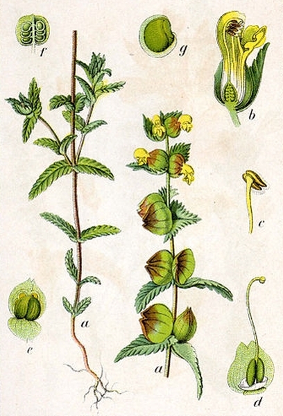 Pflanzenbild gross Kleiner Klappertopf - Rhinanthus minor