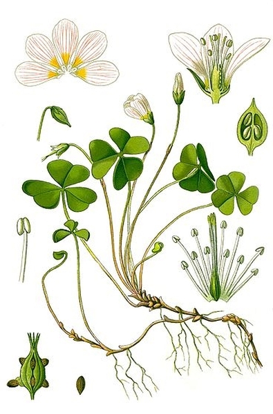 Pflanzenbild gross Wald-Sauerklee - Oxalis acetosella