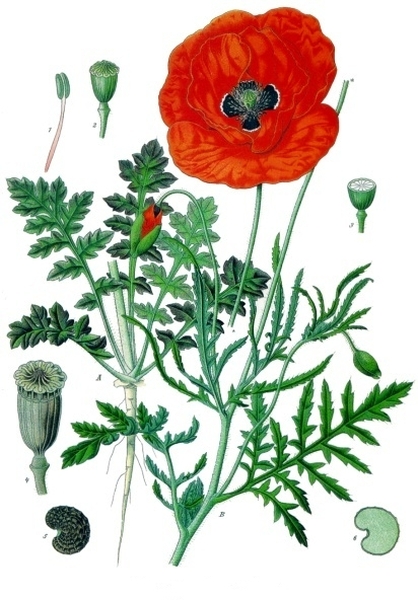 Pflanzenbild gross Klatsch-Mohn - Papaver rhoeas