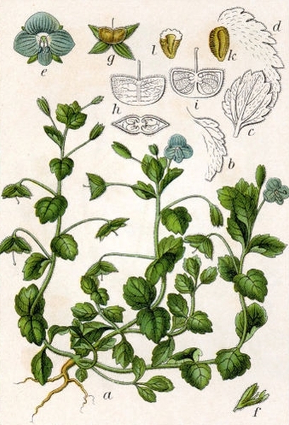 Pflanzenbild gross Persischer Ehrenpreis - Veronica persica