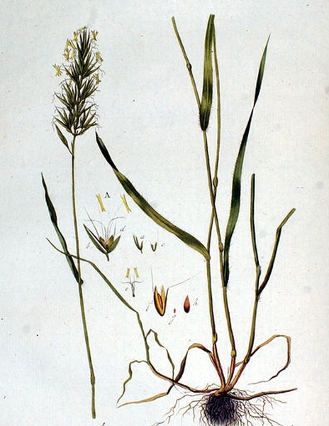 Pflanzenbild gross Duftendes Ruchgras - Anthoxanthum odoratum