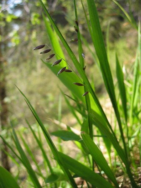 Pflanzenbild gross Nickendes Perlgras - Melica nutans