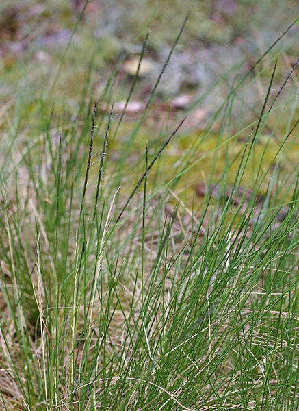 Pflanzenbild gross Borstgras - Nardus stricta