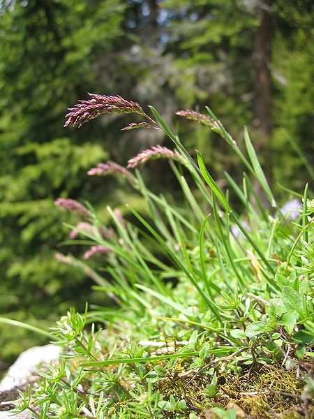 Pflanzenbild gross Alpen-Rispengras - Poa alpina