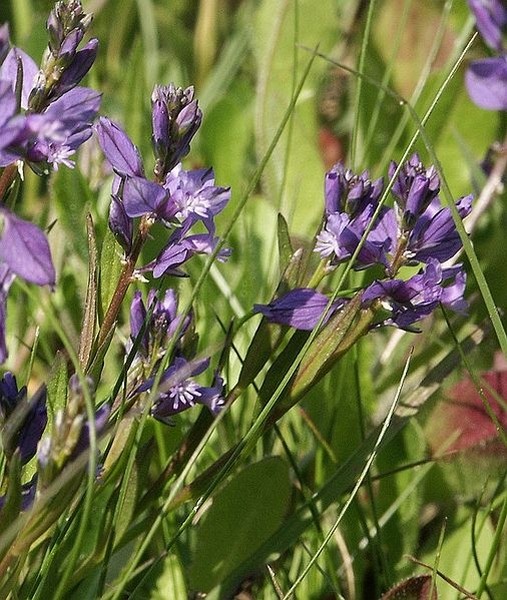 Pflanzenbild gross Wiesen-Kreuzblume - Polygala vulgaris