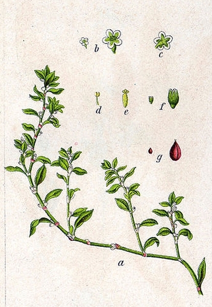 Pflanzenbild gross Vogel-Knöterich - Polygonum aviculare aggr.