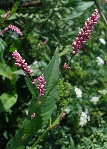 Pflanzenbild gross Pfirsichblättriger Knöterich - Polygonum persicaria