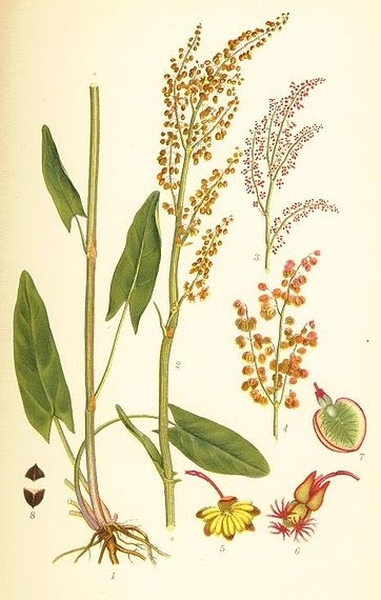 Pflanzenbild gross Wiesen-Sauerampfer - Rumex acetosa