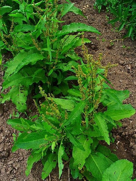 Pflanzenbild gross Stumpfblättriger Ampfer - Rumex obtusifolius