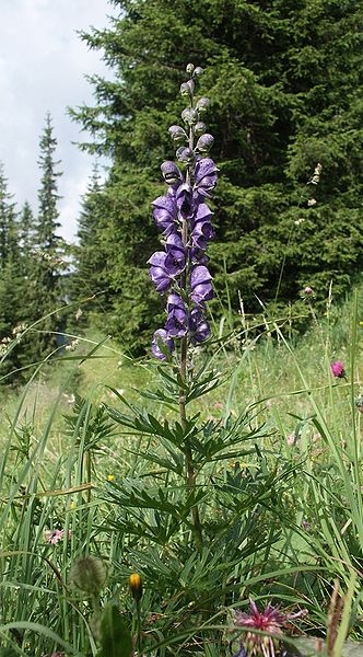Pflanzenbild gross Blauer Eisenhut - Aconitum napellus