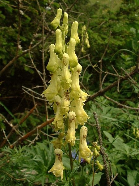 Pflanzenbild gross Gelber Eisenhut - Aconitum lycoctonum