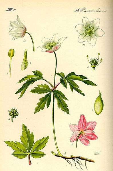 Pflanzenbild gross Busch-Windröschen - Anemone nemorosa