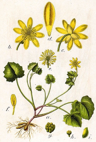 Pflanzenbild gross Scharbockskraut - Ranunculus ficaria