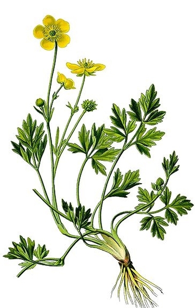 Pflanzenbild gross Kriechender Hahnenfuss - Ranunculus repens