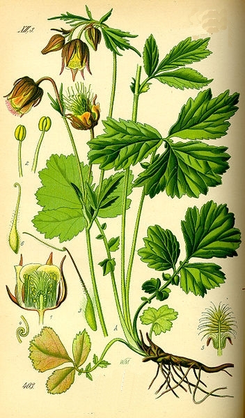 Pflanzenbild gross Bach-Nelkenwurz - Geum rivale