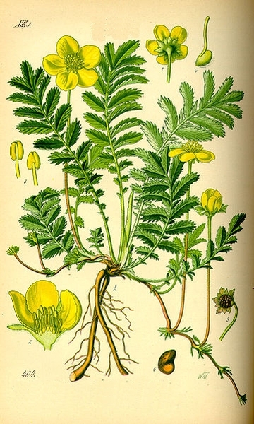 Pflanzenbild gross Gänse-Fingerkraut - Potentilla anserina