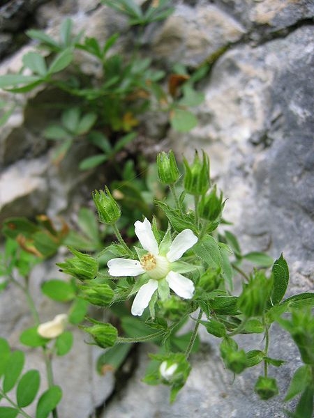 Pflanzenbild gross Vielstängeliges Fingerkraut - Potentilla caulescens
