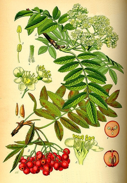 Pflanzenbild gross Vogelbeerbaum - Sorbus aucuparia