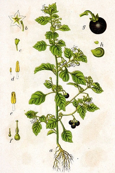 Pflanzenbild gross Schwarzer Nachtschatten - Solanum nigrum