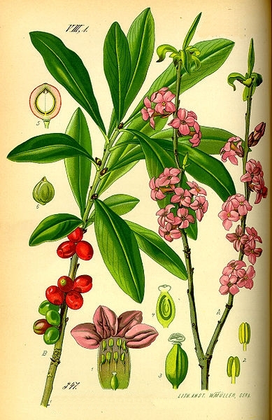 Pflanzenbild gross Echter Seidelbast - Daphne mezereum