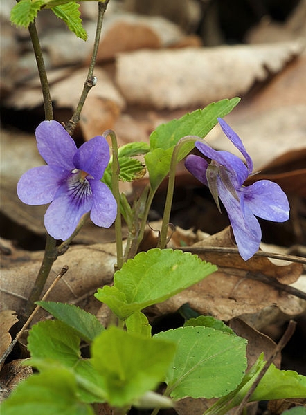 Pflanzenbild gross Wald-Veilchen - Viola reichenbachiana